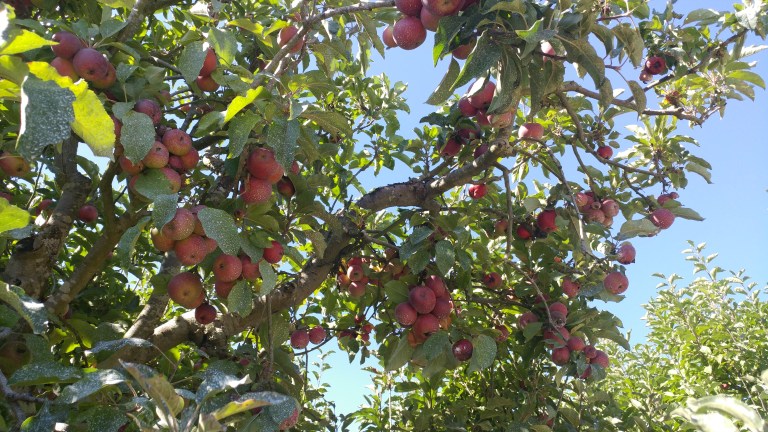 0812171600_36376767992_o