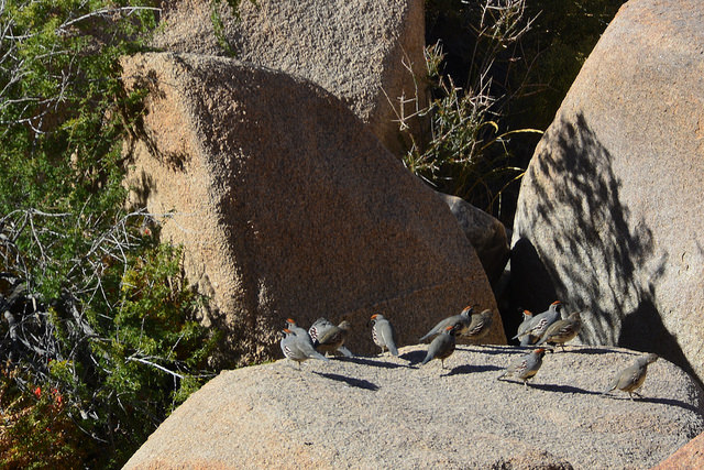 24084301648_cd76fd5806_z