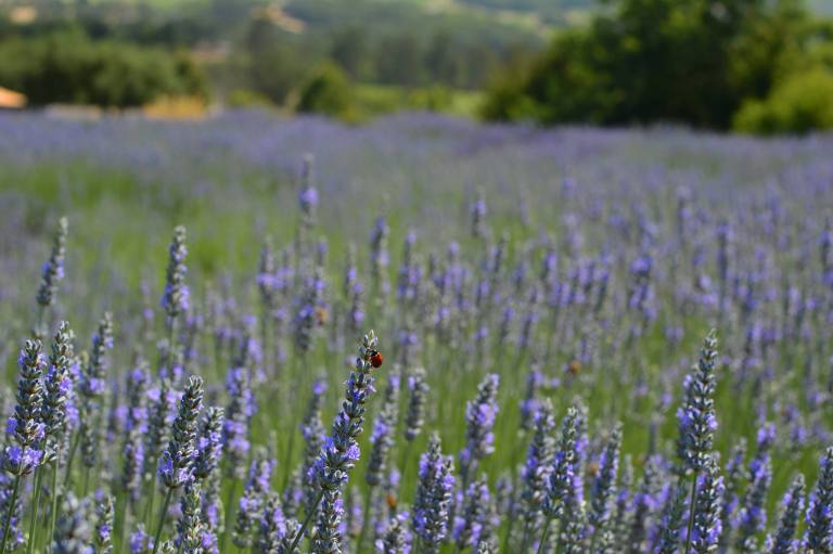 13522972_10154163434871083_8127250028307444501_o