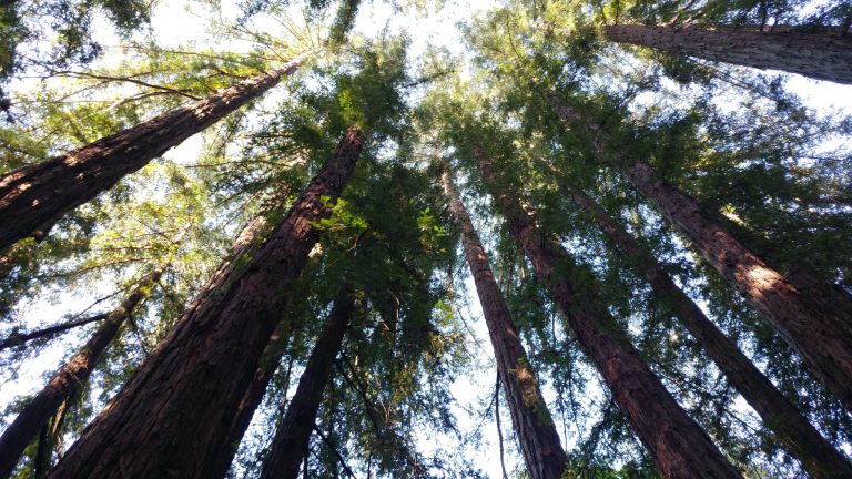 40572067715_ce7b984ee9_k