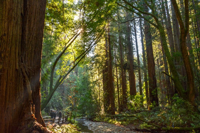 MuirWoodsBoradwalk-1