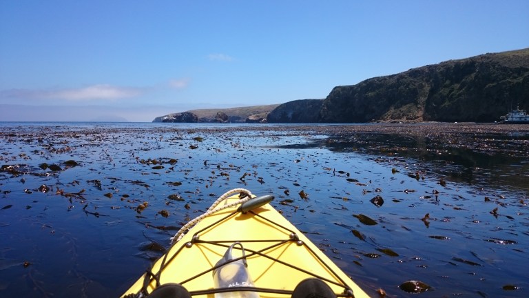 kelp-beds_40306820060_o