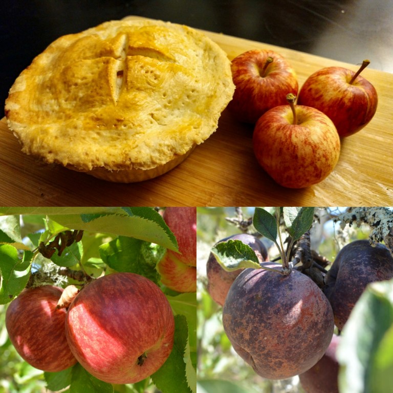 37295701395_31b66f9fc7_o