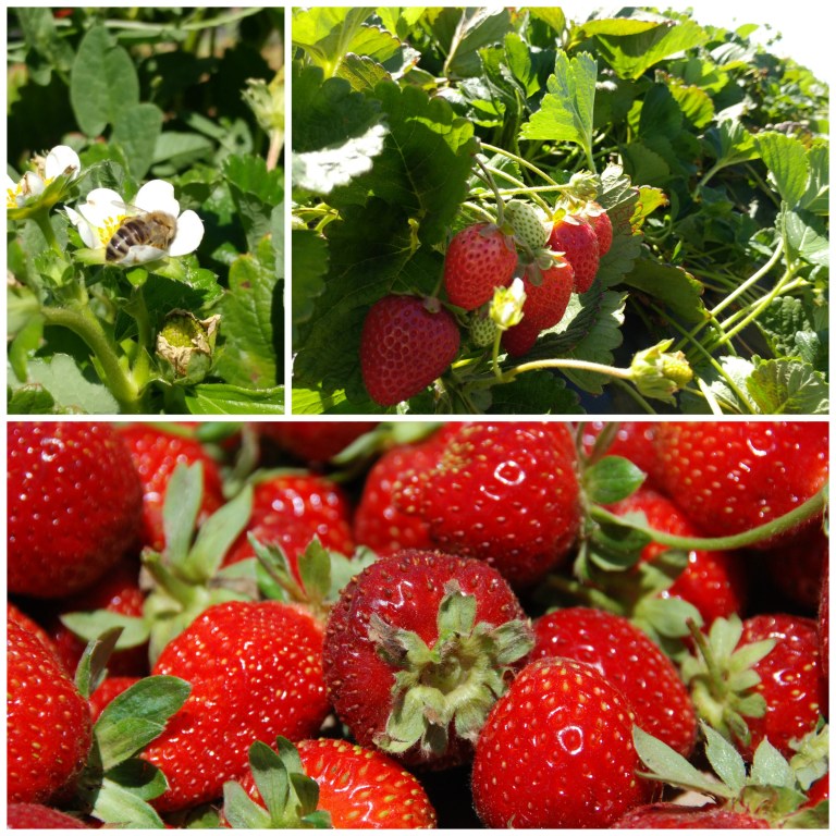 PicMonkey Collage(8)