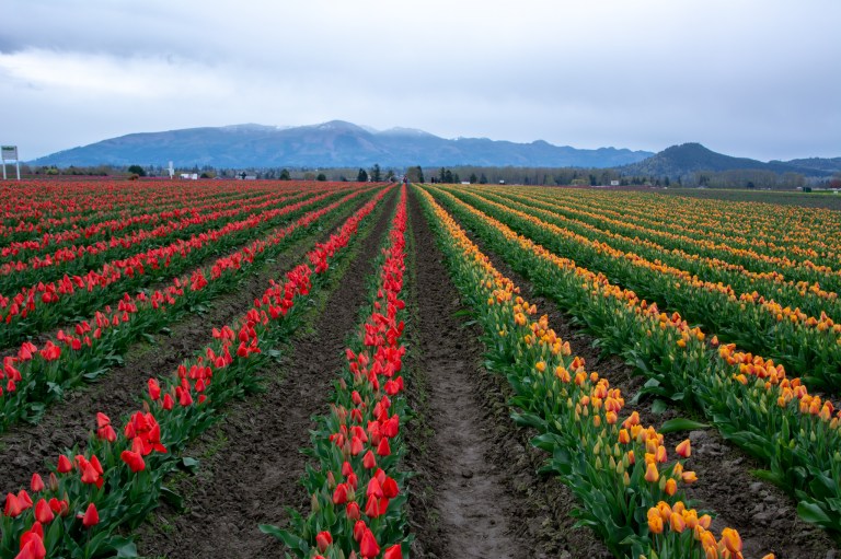 TulipFields-2