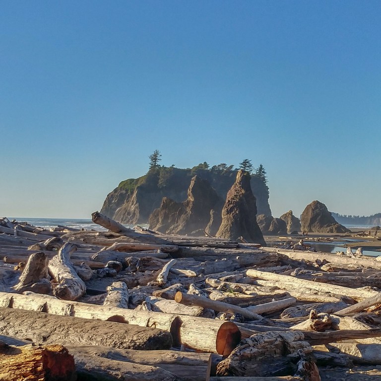 driftwood-forest_44197974625_o